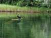 doublecrestedcormorant_small.jpg