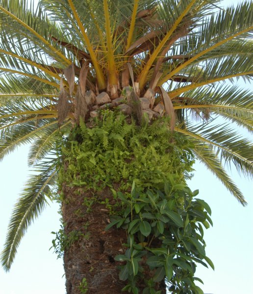 Ecosystem In a Palm Tree