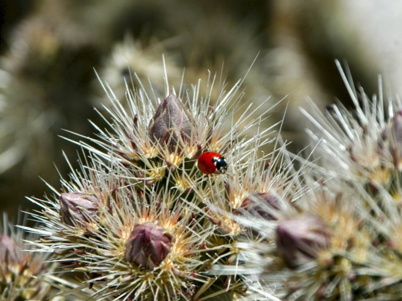 ladybugteddybearcholla.jpg