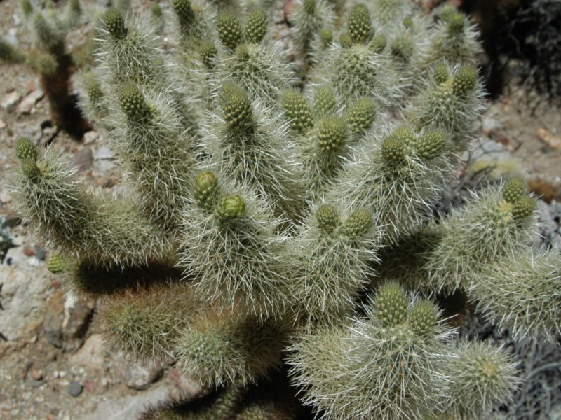 teddybearcholla4703a.jpg