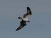ospreyinflight_small.jpg